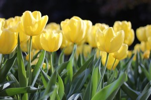 tulips-1083572_640